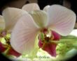 DSCN2292-orchidee.JPG