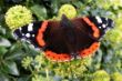 1375-Atalanta-vlinder-AZ.JPG