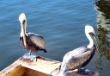  pelikanen in Florida (1).jpg