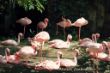 flamingo`s-AZ.JPG